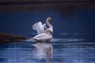 Image result for Mute Swan Couple