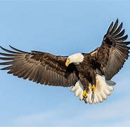 Image result for Bald Eagle Getty Images