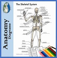 Image result for Simple Skeletal System Diagram