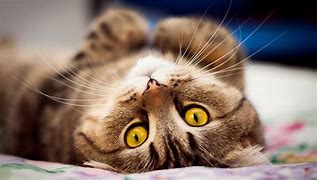 Image result for Plano De Fundo Computador Gato HD