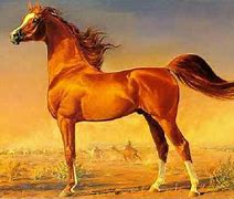 Image result for Arabian Mule