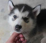 Image result for Grey Husky Puppies