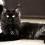 Image result for Smoky Black Maine Coon