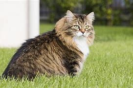 Image result for Cream Siberian Cat