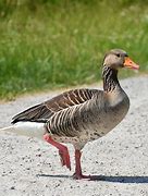 Image result for Greylag Goose Egg Roll