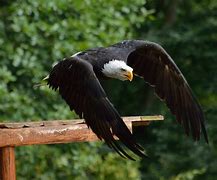 Image result for Bald Eagle Bird Flying