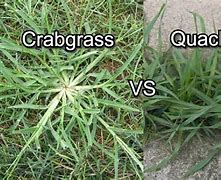 Image result for Nutsedge vs Crabgrass