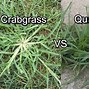 Image result for Nutsedge vs Crabgrass