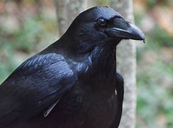 Image result for Most Graceful Raven in the World