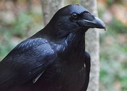 Image result for Photo of a Raven