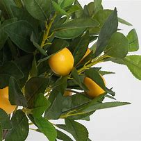 Image result for Lemon Tree Stem