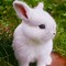 Image result for Baby Girl Fluffy Bunnies