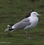 Image result for Caspian Gull