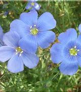 Image result for Flowers for Alberta