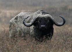 Image result for Dangerous African Animals