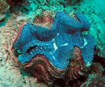 Image result for Beautiful Giant Clam