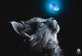 Image result for Cat and Butterfly Painting