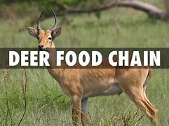 Image result for Mule Deer Food Chain