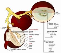 Image result for Grape Cross Section