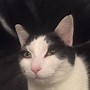 Image result for Cat Irritated Eye