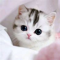 Image result for Cat Baby Cut