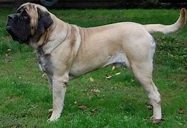 Image result for Grate Mastiff