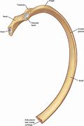 Image result for Rodent Rib Bone