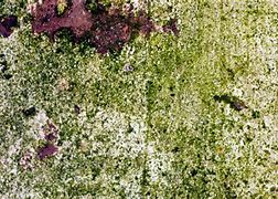 Image result for Fungus Texture