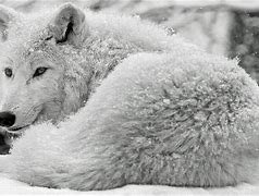 Image result for Snow Wolf Mod