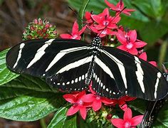 Image result for Zebra Butterfly Fish Saltwater