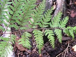 Image result for Athyrium Vidalii