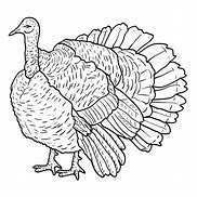 Image result for Turkey Sketch