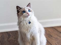 Image result for Large Ragdoll Cat