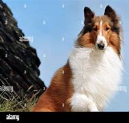 Image result for Lassie in the Balloon