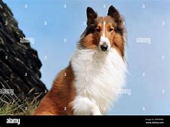 Image result for Lassie First Appearance