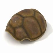 Image result for Turtule Shell in 2D