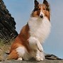 Image result for Lassie Show