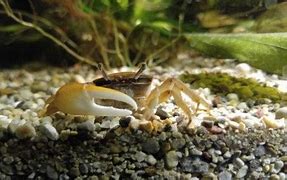 Image result for Fiddler Crab Larva