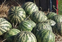 Image result for Citron Melon