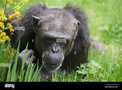 Image result for Chimpanzee Eating Grass