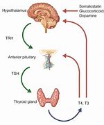 Image result for TSH and Thyroxine