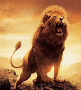 Image result for Roaring Angry Lion Wallpaper