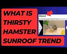 Image result for Thirsty Hamster Sunroof