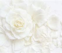 Image result for White Rose with Sage Background