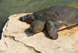 Image result for Trionychid Turtle