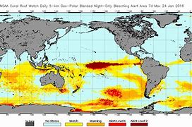 Image result for Global Warming Coral Bleaching