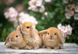 Image result for Rabbit Desktop