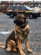 Image result for K9 Police Car