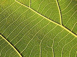 Image result for Angiosperms 1 Seed Leaf