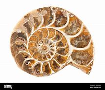 Image result for Ammonite Spiral